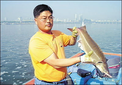한강에서 철갑상어 잡혔다