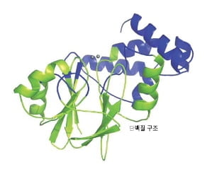 단백질의 비밀, 생명의 신비가 서서히 풀린다