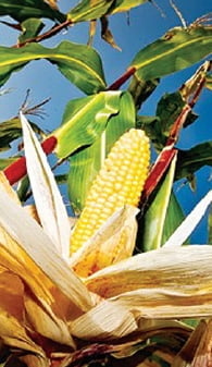 GMO 옥수수 수입허용 논란