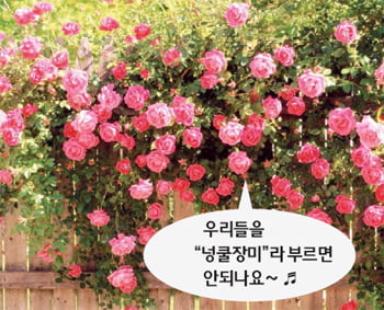 넝쿨장미의 하소연 “내 이름도 불러줘요!”