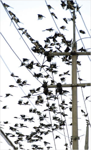 吉鳥인지 알았던 ‘제주 까치’ 凶鳥가 됐데요!