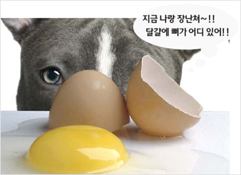 황희 정승의 우리말 유산 “달걀에도 뼈가 있다”