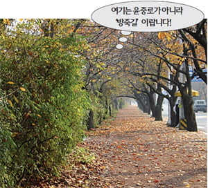 윤중로보다 방죽길을 걷고 싶다