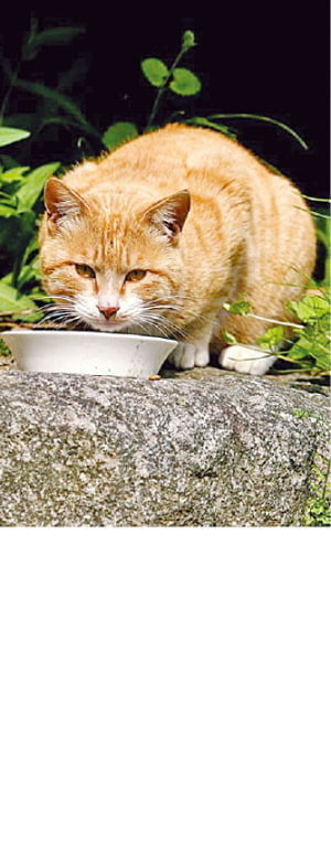 길고양이 먹이주기 옳을까요