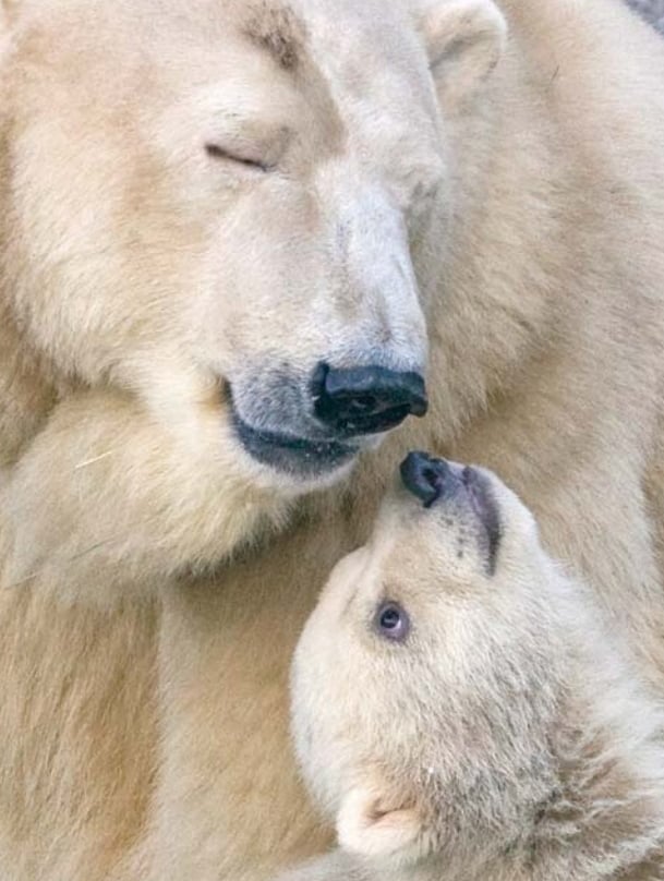 Bear에 담긴 다양한 의미들