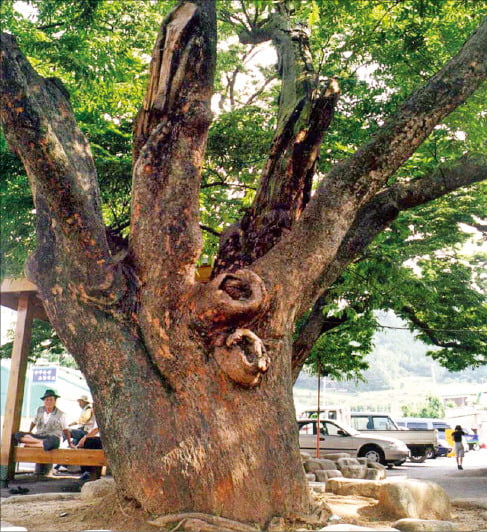 나무(tree)와 관련된 영어 표현들