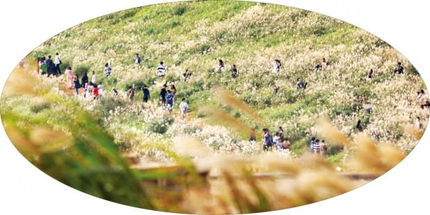 들판에 가득한 억새…가을이 무르익어 간다