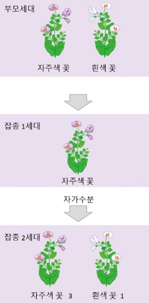 부모에게 받은 유전자, 다음 세대에 다시 분리돼