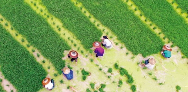 "삶은 문제 해결 과정"이라고 카를 포퍼가 말했듯, 인류는 녹색혁명으로 '맬서스 함정' 해결했죠