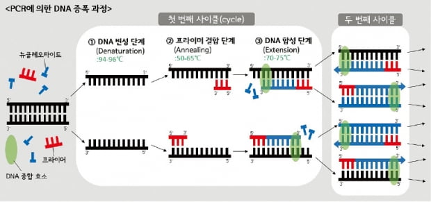 PCR은 질병진단·과학수사·유전자연구 등에 쓰여