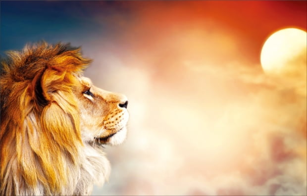 사냥하면 사자의 몫(the lion's share)이 제일 커요