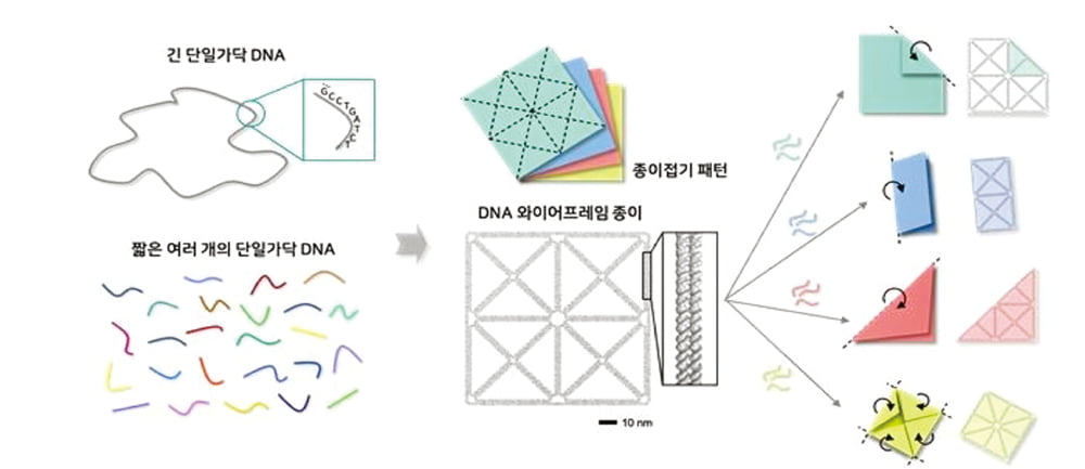 종이 접듯 DNA 접어, 약물 정확하게 전달